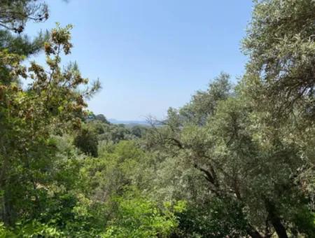 Muğla Köyceğiz Çandır Da 3.937  M2  Satılık Tarla