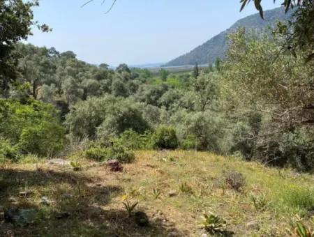 Muğla Köyceğiz Çandır Da 3.937  M2  Satılık Tarla