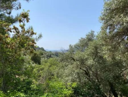 Muğla Köyceğiz Çandır Da 3.937  M2  Satılık Tarla