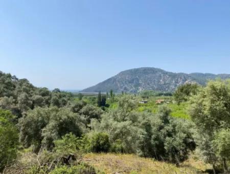 Muğla Köyceğiz Çandır Da 3.937  M2  Satılık Tarla