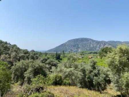 Muğla Köyceğiz Çandır Da 3.937  M2  Satılık Tarla
