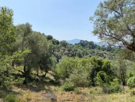 Muğla Köyceğiz Çandır Da 3.937  M2  Satılık Tarla