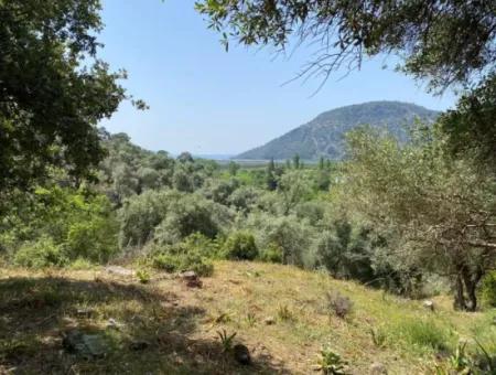 Muğla Köyceğiz Çandır Da 3.937  M2  Satılık Tarla