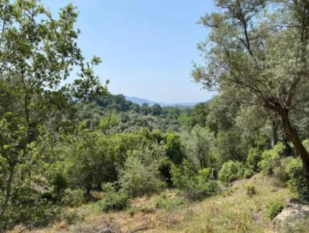 Muğla Köyceğiz Çandır Da 3.937  M2  Satılık Tarla
