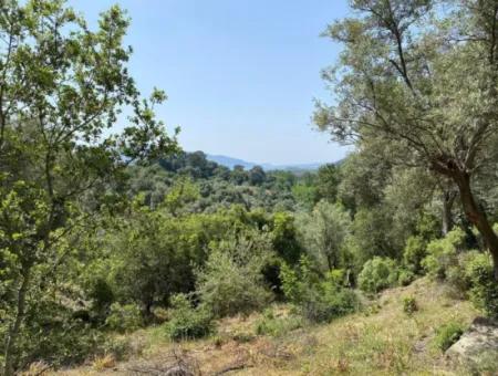 Muğla Köyceğiz Çandır Da 3.937  M2  Satılık Tarla