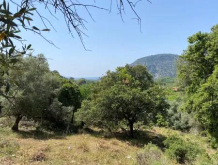 Muğla Köyceğiz Çandır Da 3.937  M2  Satılık Tarla