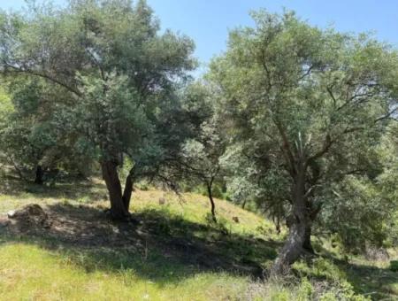 Muğla Köyceğiz Çandır Da 3.937  M2  Satılık Tarla