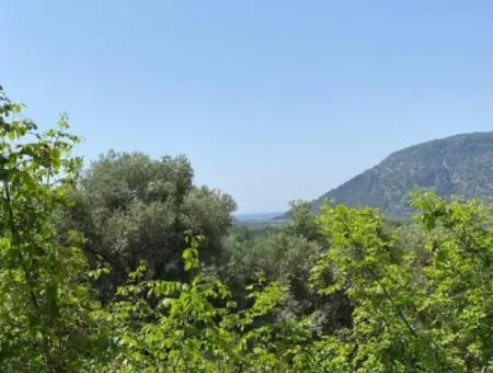 Muğla Köyceğiz Çandır Da 3.937  M2  Satılık Tarla