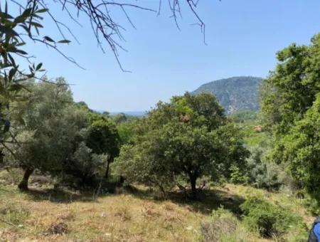 Muğla Köyceğiz Çandır Da 3.937  M2  Satılık Tarla