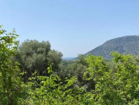 Muğla Köyceğiz Çandır Da 3.937  M2  Satılık Tarla