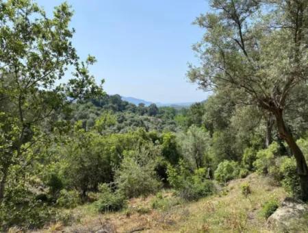 Muğla Köyceğiz Çandır Da 3.937  M2  Satılık Tarla