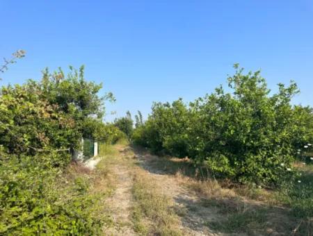 Ortaca Dikmekavakda 500  M2  Satılık Arsa