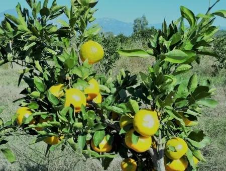 Tepearasında Satılık Kelepir Portakal Bahçesi