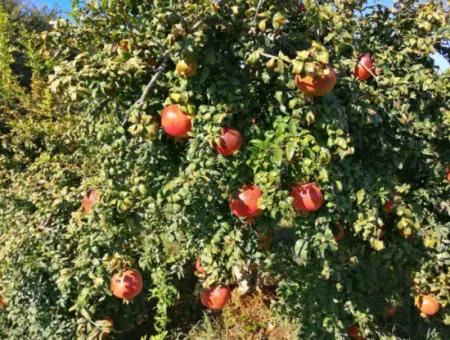 Ortaca Eskiköyde 42 Dönüm Nar Tarlası Satılık