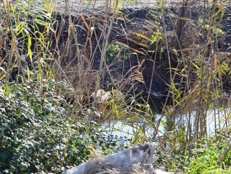 Okçular Da Satılık Kelepir Müstakil Arsa