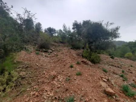 Muğla Dalyan Gökbelde Doğa İçinde 24.000 M2 Müstakil Arazi Satılık