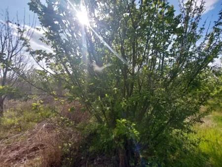 Muğla Ortaca Eskiköyde 12.805 M2 Hisseli Rızai Taksim Olan Tarla Satılık.
