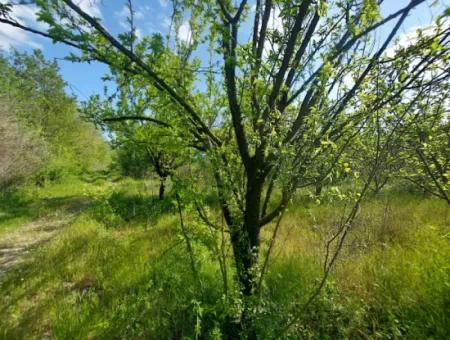 Muğla Ortaca Eskiköyde 12.805 M2 Hisseli Rızai Taksim Olan Tarla Satılık.