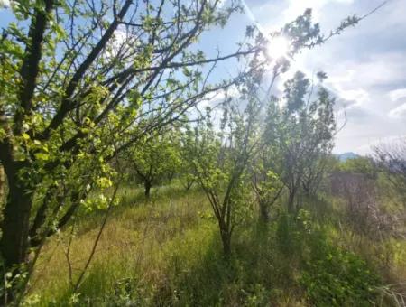 Muğla Ortaca Eskiköyde 12.805 M2 Hisseli Rızai Taksim Olan Tarla Satılık.