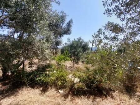 Ortaca Eskiköyde 2.500M2 Hazine Arazisinde Numaratajı Olan Bina İle Devren Satılık