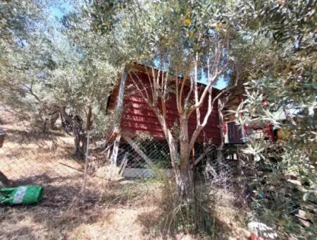 Ortaca Eskiköyde 2.500M2 Hazine Arazisinde Numaratajı Olan Bina İle Devren Satılık