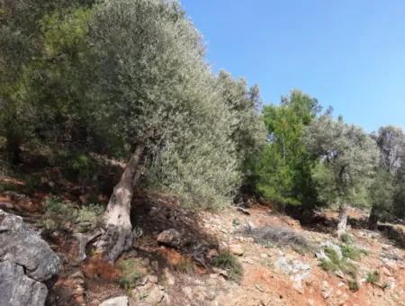Muğla Ortaca Dalyan Gökbel De 3 100 M2 Hazine Arazisi Zilliyet Hakkı Devir Edilecek