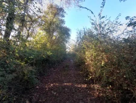 Köyceğiz Toparlar Da  Göle Yakın 9 600 M2 Arazi Satılık