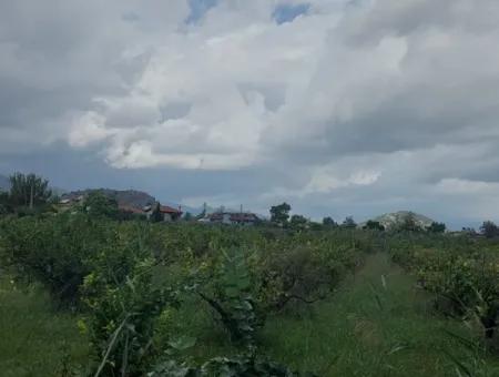 Mugla Dalyan Da 150 M2 İnşaat Hakkı Olan 5.000 M2 Arazi Satılık