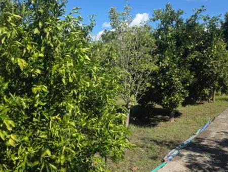 Ortaca Akıncı Sarıgerme Yoluna Sıfır 902 M2 Arsada 2+1, 70 M2 Köy Evi Satılık