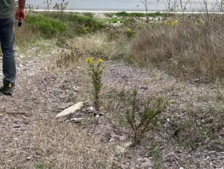 Muğla  Milas Çakıralan  Da 1.025 M2  Nitelik Zeytinlik Olan Arazi Satılık