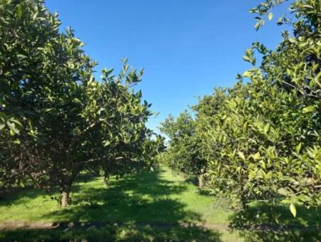 Ortaca  Okçular Da 1000 M2 Müstakil Arsa 250 M2 İnşaat Hakkı Olan Satılık Veya Ortaca Dan  2-3 Daire İle Takas Olur