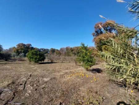 Muğla Dalyan Da Yatırıma Uygun Kelepir  Orman A Sıfır 4 000 M2 Arazi Satılık