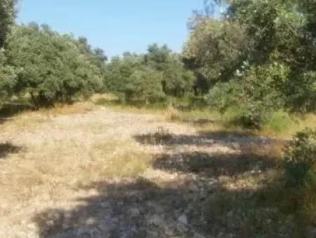 Köyceğiz Zeytinalanında Satılık Zeytin Bahçesi