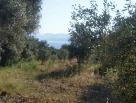 Köyceğiz Zeytinalanında Satılık Zeytin Bahçesi