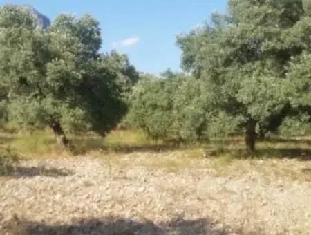 Köyceğiz Zeytinalanında Satılık Zeytin Bahçesi