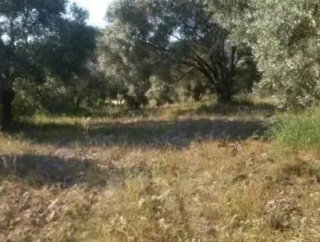 Köyceğiz Zeytinalanında Satılık Zeytin Bahçesi