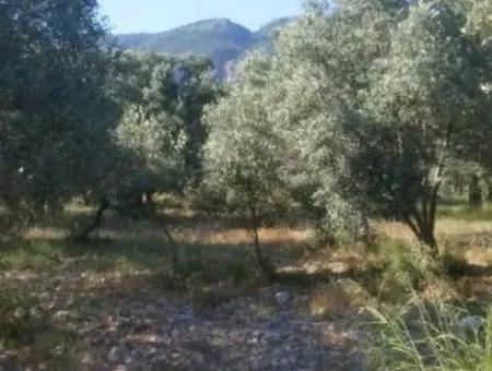 Köyceğiz Zeytinalanında Satılık Zeytin Bahçesi