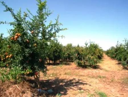 Ortaca Eskiköyde Satılık Kelepir Nar Bahçesi