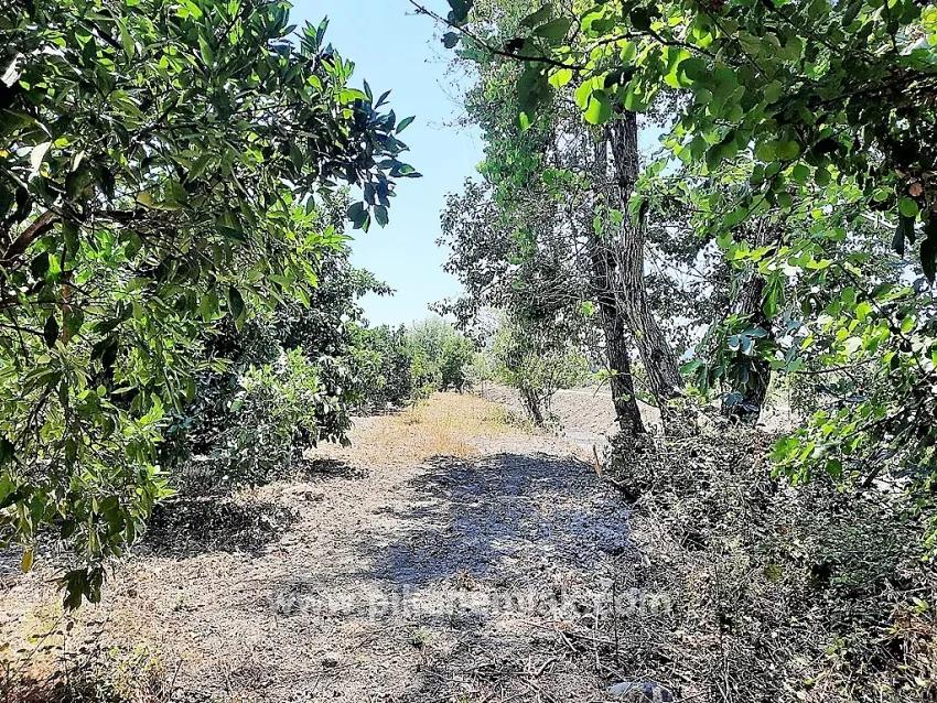 Köyceğiz Toparlar Mah. Satılık Tarla - Tarla İmar Durumlu - 2.650 m²