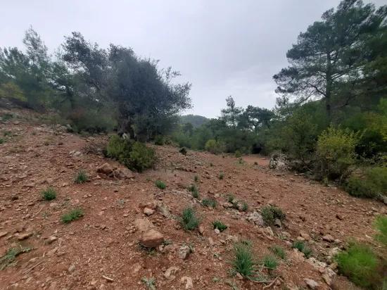 Muğla Ortaca Gökbel’de 24.000 M² Doğa İçinde Müstakil Arazi