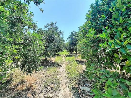 Köyceğiz'de Göle Yakın, Müstakil Tapulu 2.650 M2 Narenciye Bahçe Satılık, Veya Takas Olur.